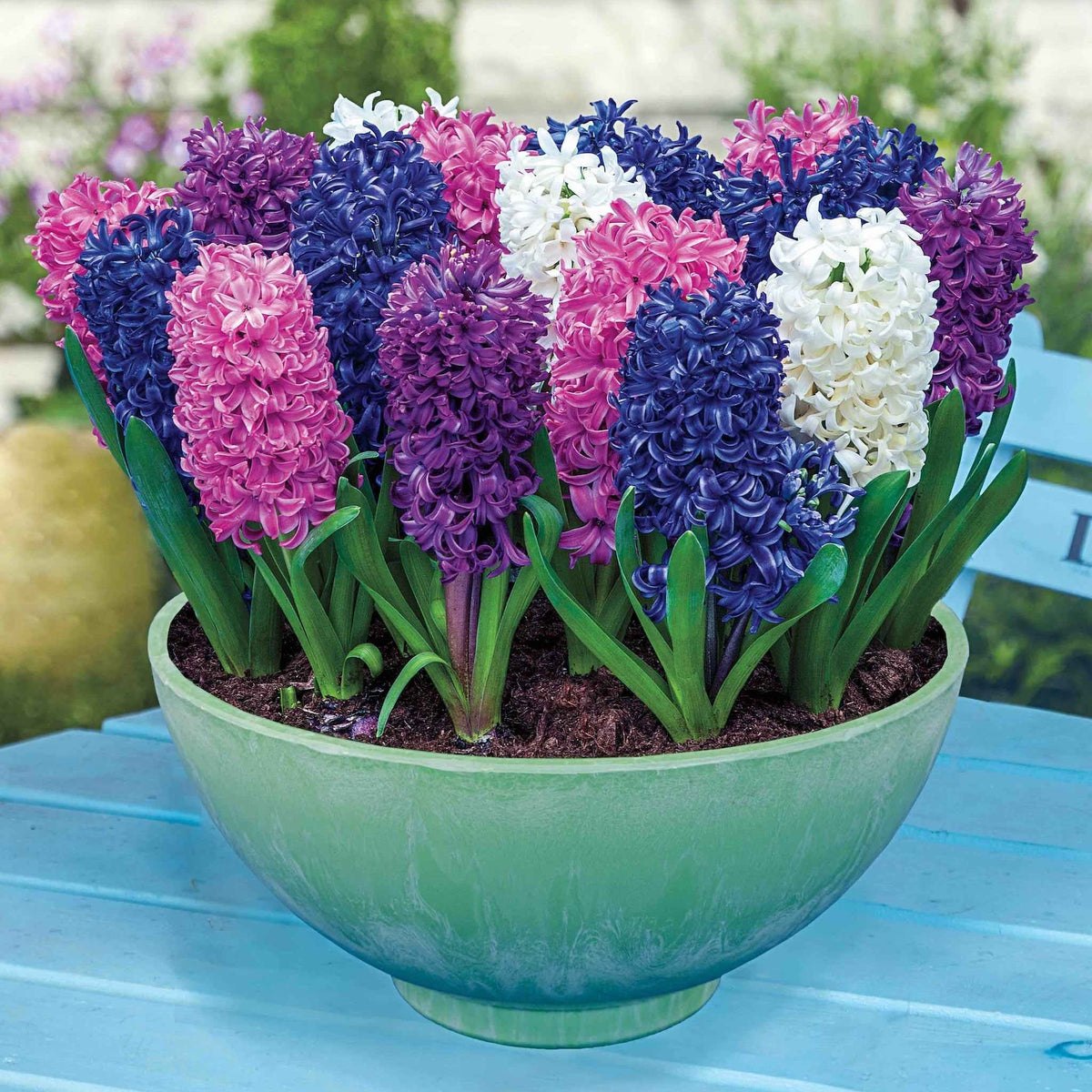 Royal Hyacinth Trio plant in a green pot with pink, purple, blue and white hyacinths on Tampa Home & Garden Store