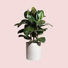 Rubber Tree indoor plant with glossy green leaves in a white ceramic pot on Tampa Home & Garden Store