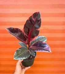 Ruby Rubber Plant with pink variegated leaves in a small pot on Tampa Home & Garden Store