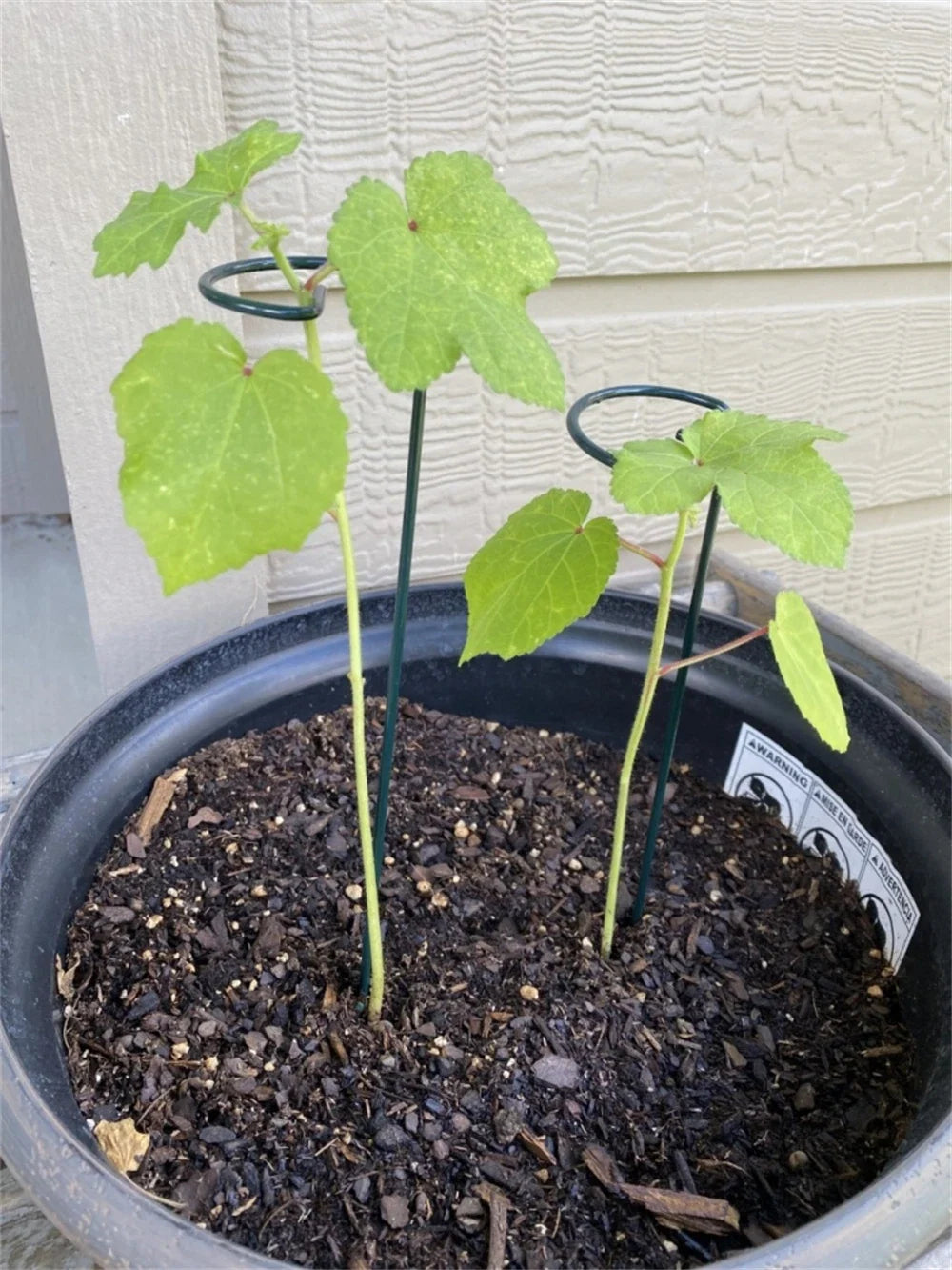 30 Single Stem Plant Support Stakes in the Yard