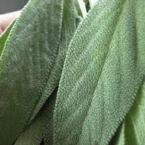 Sage leaves close-up, green fuzzy texture, culinary herb on Tampa Home & Garden Store
