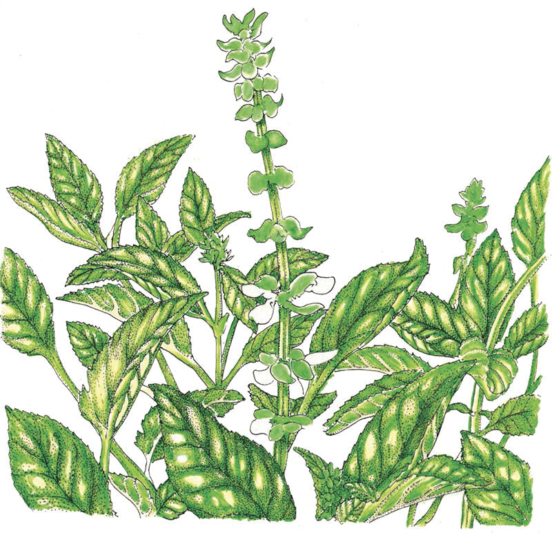 Sweet Basil seeds plant illustration with green leaves and tall stems Seedtime Store on Tampa Home & Garden Store