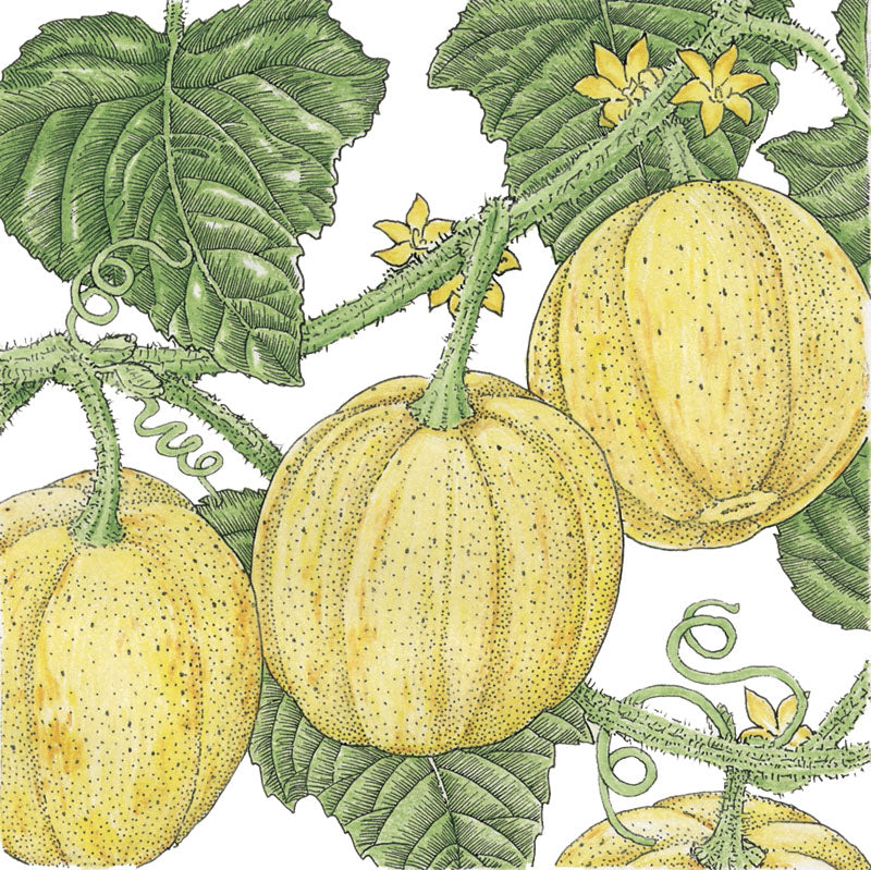 Lemon cucumber seeds yellow cucumbers on a vine with green leaves on Tampa Home & Garden Store