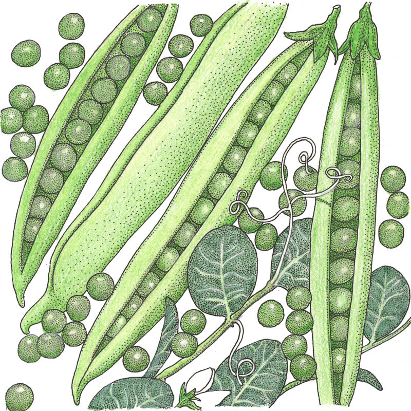Progress #9 Pea seeds multiple bright green pea pods with round peas Seedtime Store on Tampa Home & Garden Store