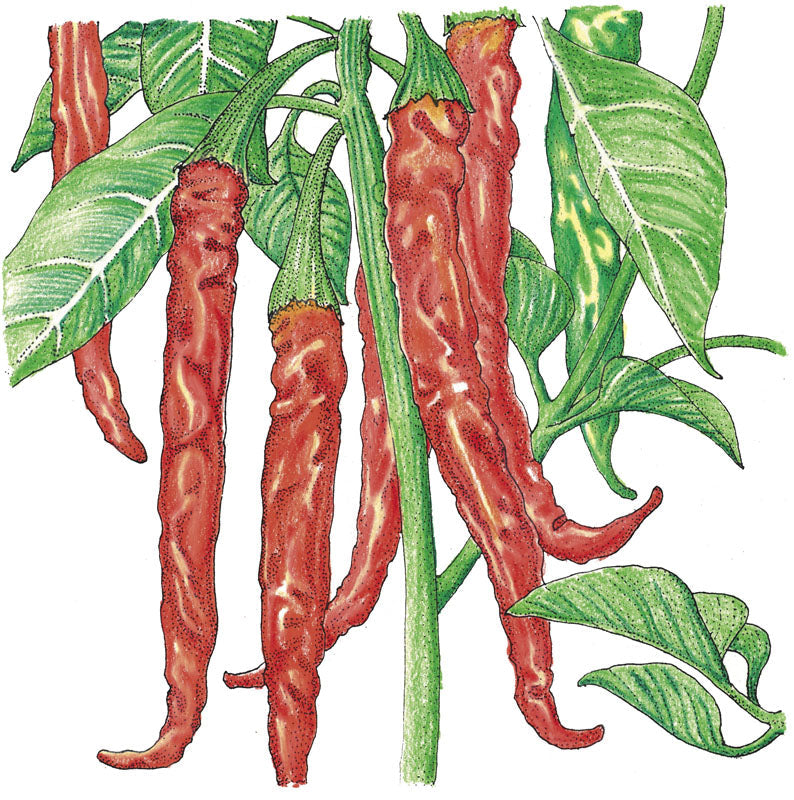 Cayenne Slim Hot Pepper seeds by Seedtime Store, red elongated pods on green vines on Tampa Home & Garden Store