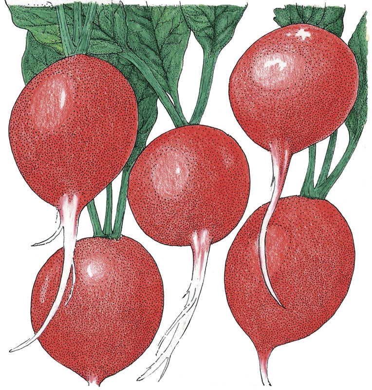 Cherry Belle radish seeds five red round radishes with white taproots and green leaves on Tampa Home & Garden Store