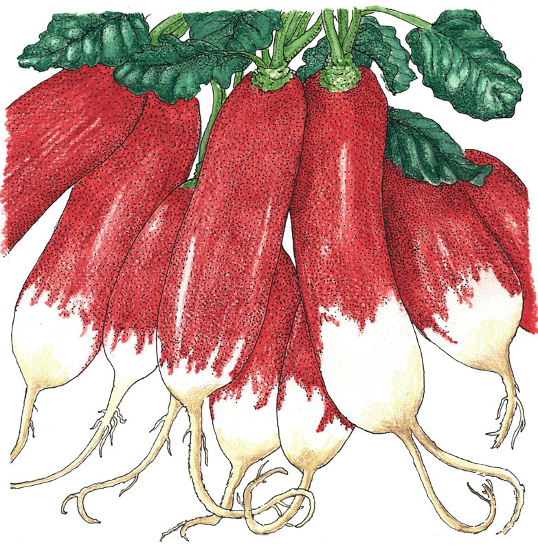 French Breakfast radish seeds illustration showing red-tipped roots and green leafy tops Seedtime Store on Tampa Home & Garden Store