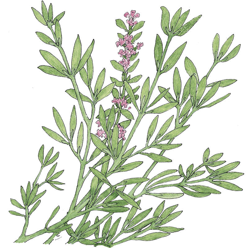 English Thyme seeds plant with slender green leaves and pink flowering spikes on Tampa Home & Garden Store