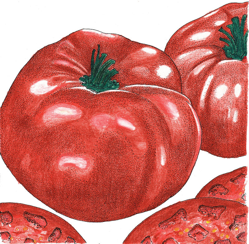 Brandywine tomato seeds; red tomatoes illustration; Seedtime Store on Tampa Home & Garden Store