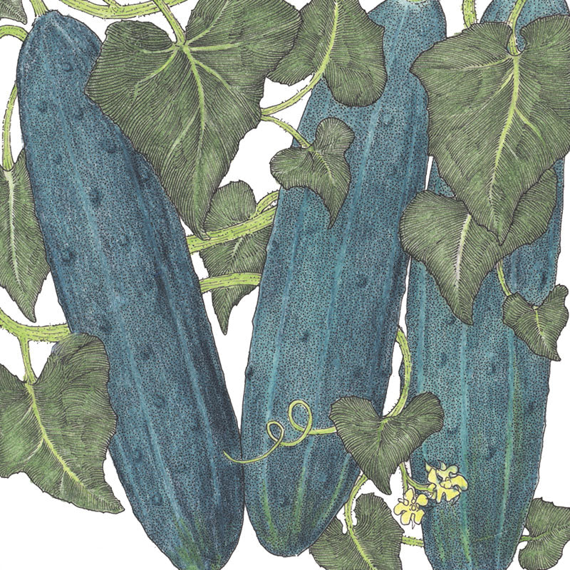 Marketmore 76 Cucumber seeds blue-green cucumbers on leafy vines on Tampa Home & Garden Store
