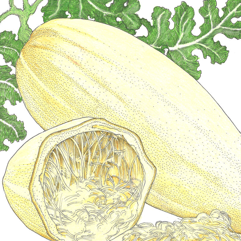 Spaghetti Winter Squash seeds two yellow squash pieces, whole and cut with stringy flesh on Tampa Home & Garden Store