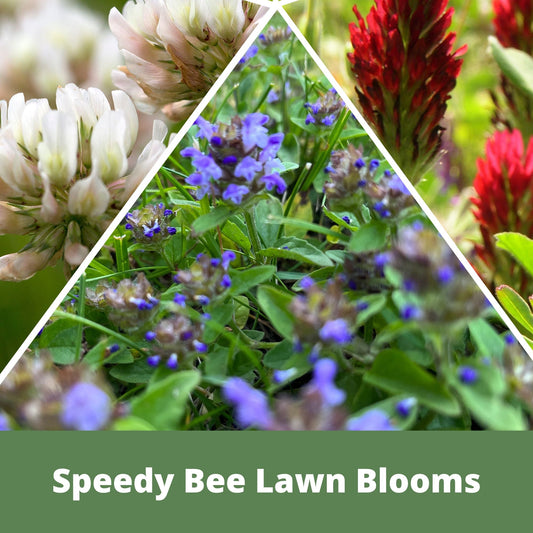 Speedy Bee Lawn Seed Kit seeds collage with white cream blooms and purple flowers on Tampa Home & Garden Store