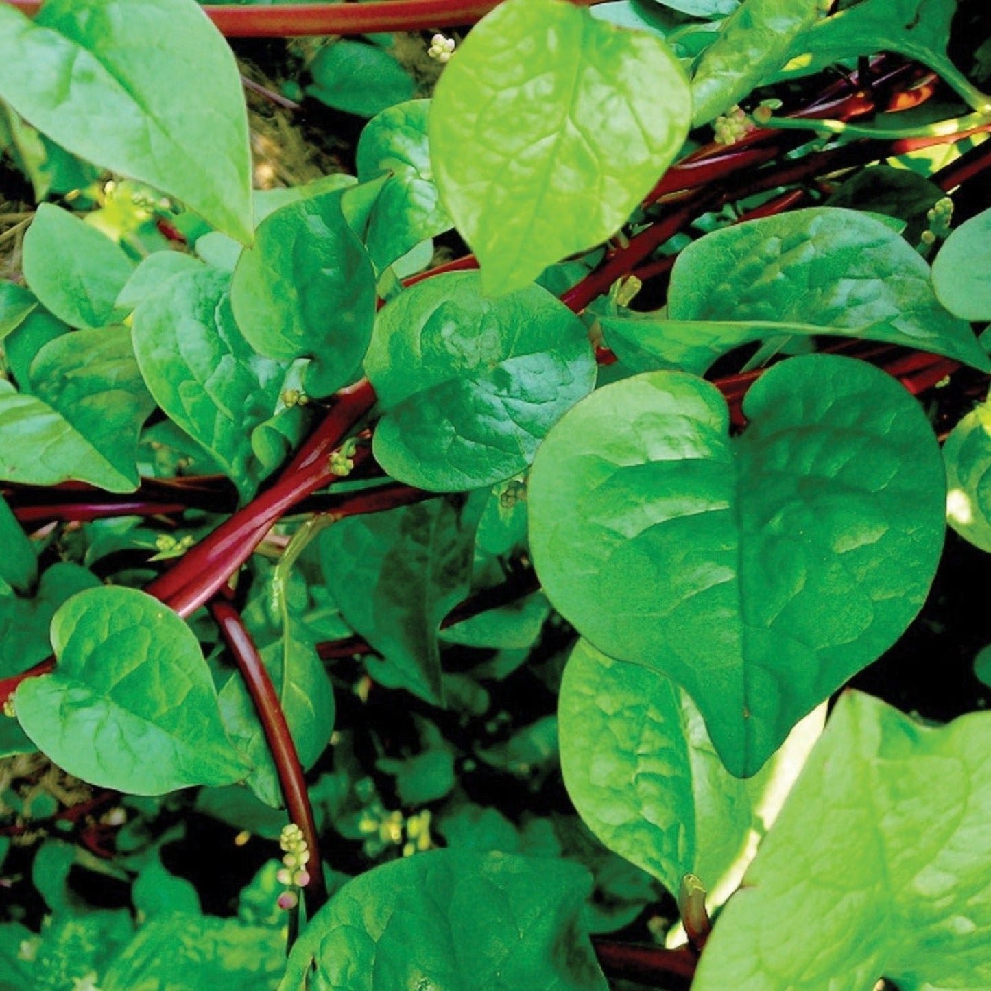 Red Malabar Spinach plant from seeds with red stems and glossy green leaves on Tampa Home & Garden Store