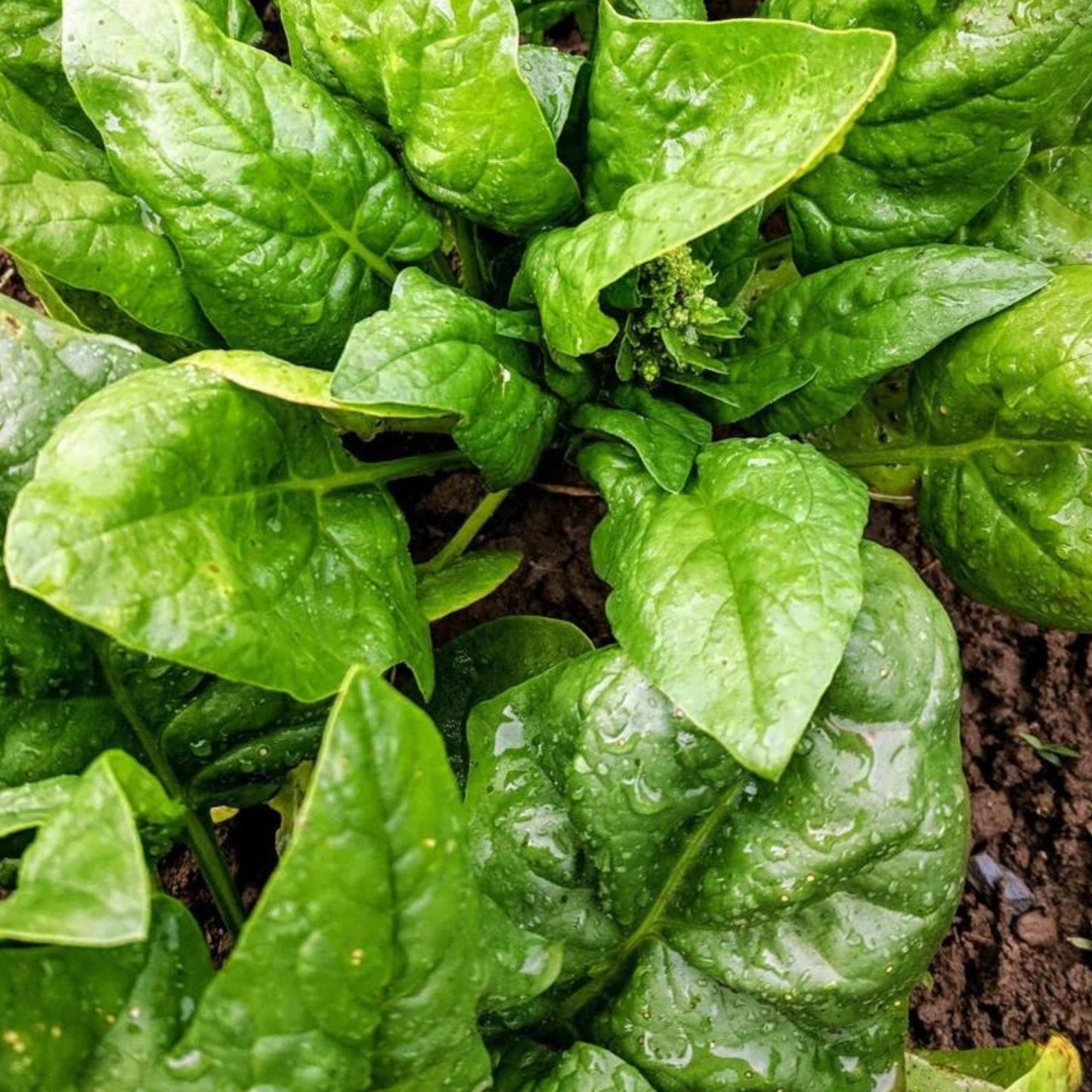 Butterflay Spinach seeds Seedtime Store lush green spinach leaves close up on Tampa Home & Garden Store