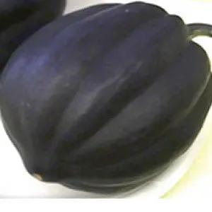 Table Queen Acorn Squash, dark green heirloom squash on Tampa Home & Garden Store