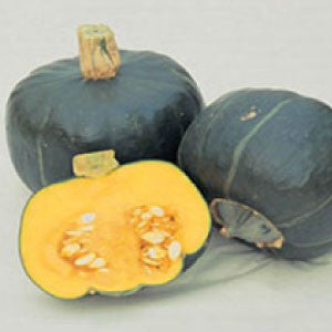 SQUASH (Buttercup) Seeds, Burgess - Tampa Home & Garden Store