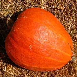 Golden Delicious Squash Seeds orange heirloom bulk on straw on Tampa Home & Garden Store