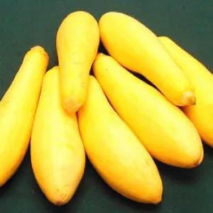 Saffron Summer Squash fruits in vibrant yellow, heirloom bulk variety on Tampa Home & Garden Store