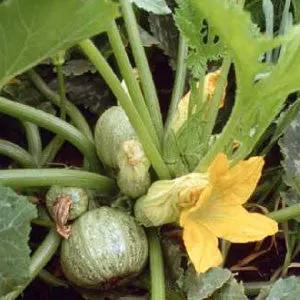 Round zucchini seeds, heirloom bulk, green zucchinis with yellow blossoms, 99Heirlooms.com on Tampa Home & Garden Store