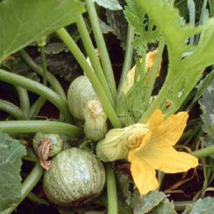 Round zucchini seeds, heirloom bulk, green zucchinis with yellow blossoms, 99Heirlooms.com on Tampa Home & Garden Store