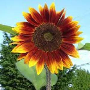 Autumn Beauty sunflower seeds bulk for vibrant garden blooms, orange-yellow petals on Tampa Home & Garden Store