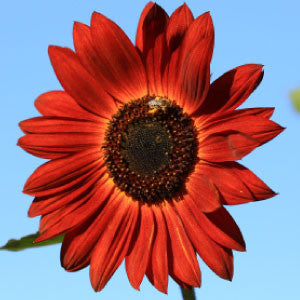 SUNFLOWER Seeds, Velvet Queen - Tampa Home & Garden Store