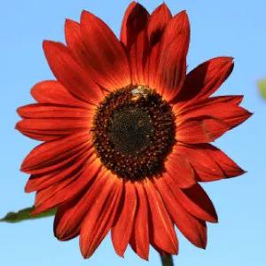 Velvet Queen sunflower seeds, bulk flower seeds with bright red petals and dark center on Tampa Home & Garden Store