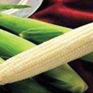 Sweet corn seeds Silver King White heirloom bulk, two ears with white kernels and green husks on Tampa Home & Garden Store