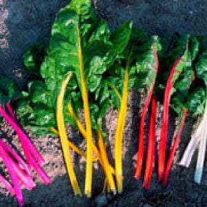 SWISS CHARD Seeds, Northern Lights Mix - Tampa Home & Garden Store