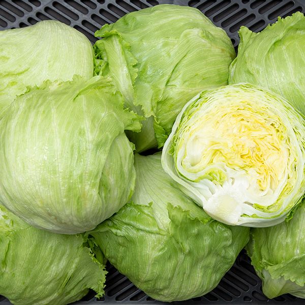 Saladin lettuce heads; light green iceberg-style leaves, multiple heads on Tampa Home & Garden Store