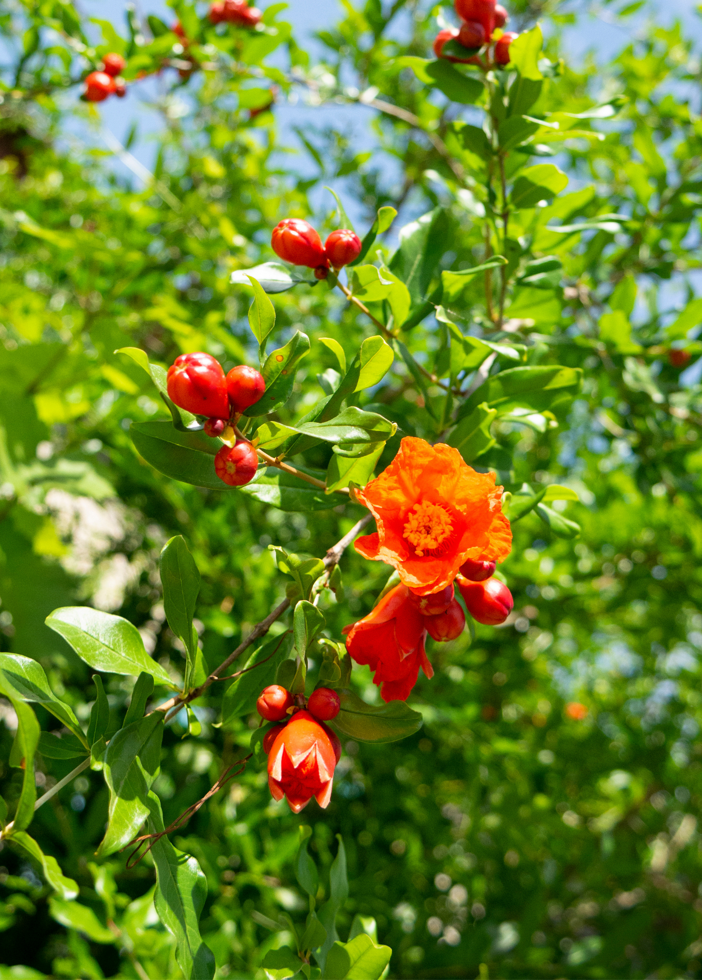 Árbol de granado 'Salavatski' (Punica granatum)
