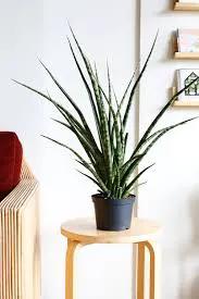 Sansevieria Fernwood Snake Plant in a pot on a pedestal table in a modern living room on Tampa Home & Garden Store