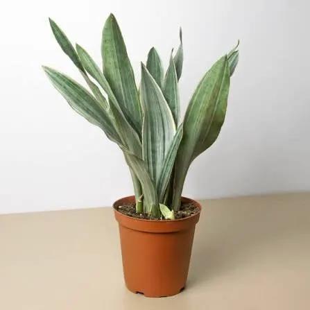 Sansevieria Sayuri plant in terracotta pot, variegated indoor snake plant on Tampa Home & Garden Store