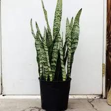 Sanseveria Zeylanica low light plant in black pot with variegated green leaves on Tampa Home & Garden Store