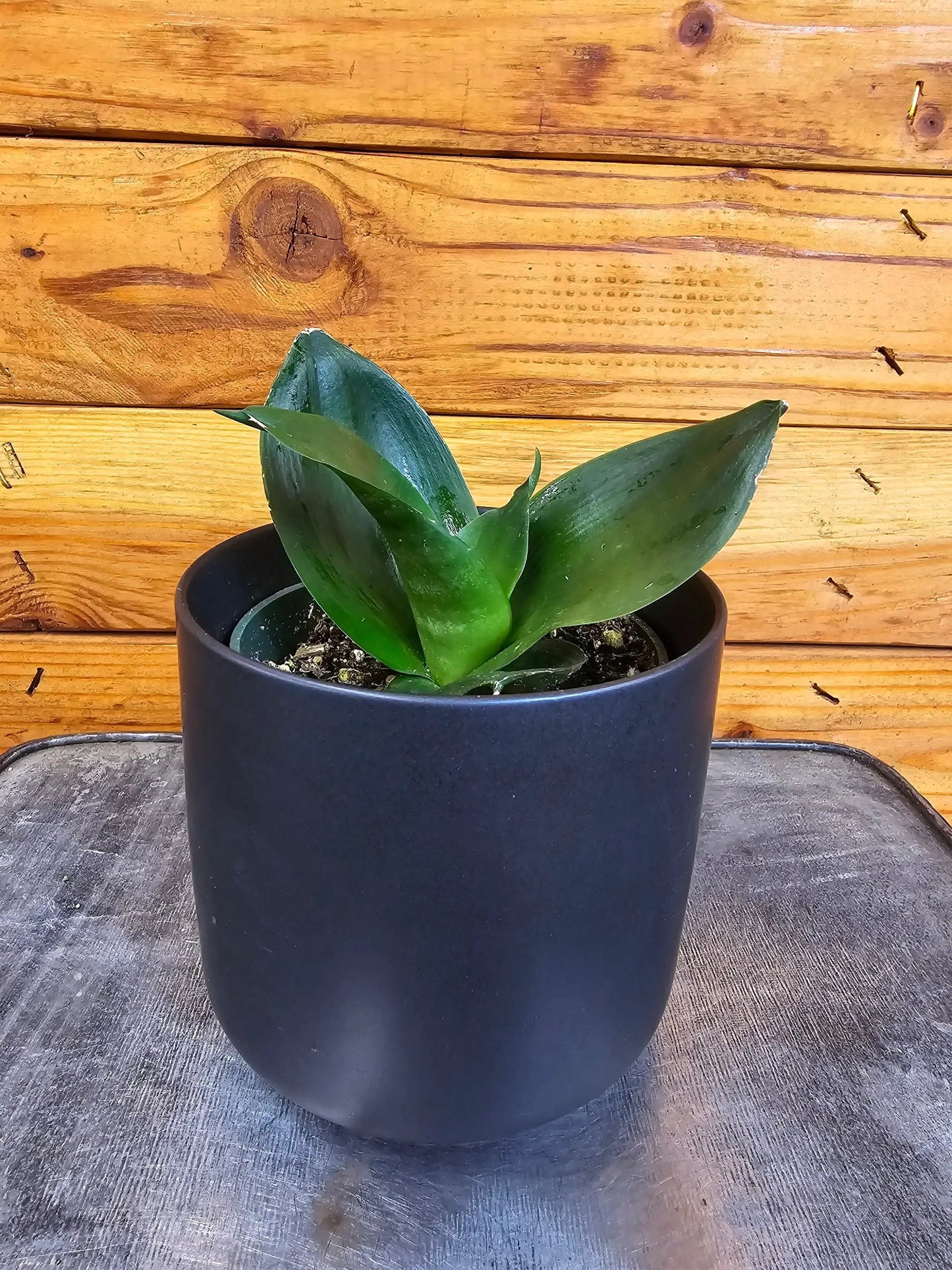 Sansevieria Black Jade Hahnii houseplant in a matte black pot with dark green leaves on Tampa Home & Garden Store