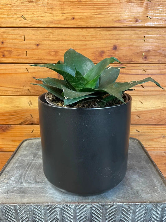 Sansevieria Black Jade Hahnii Plant in a black pot with compact, dark green leaves on Tampa Home & Garden Store