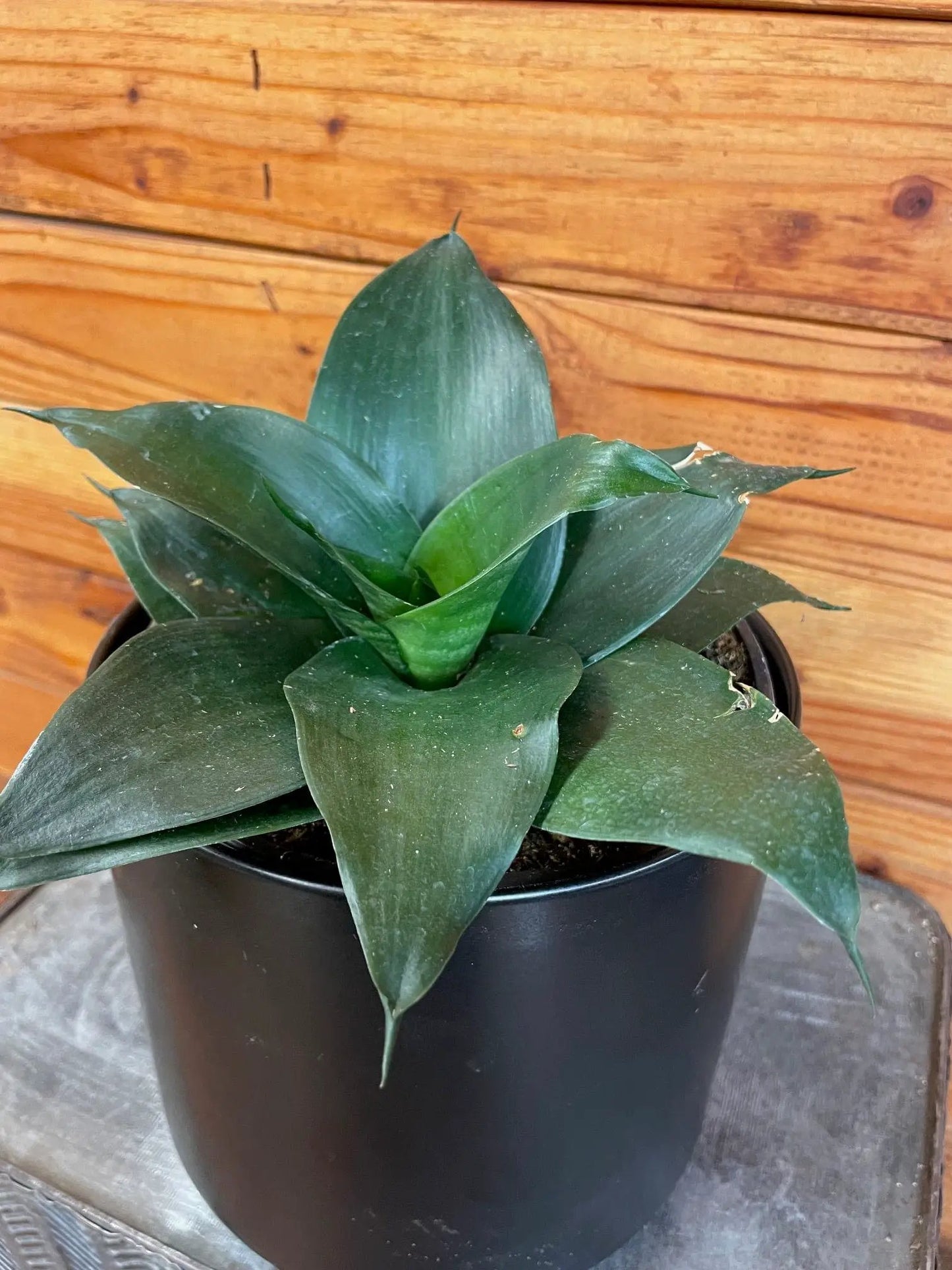Sansevieria Black Jade Hahnii houseplant in a black pot with dark green rosette leaves on Tampa Home & Garden Store