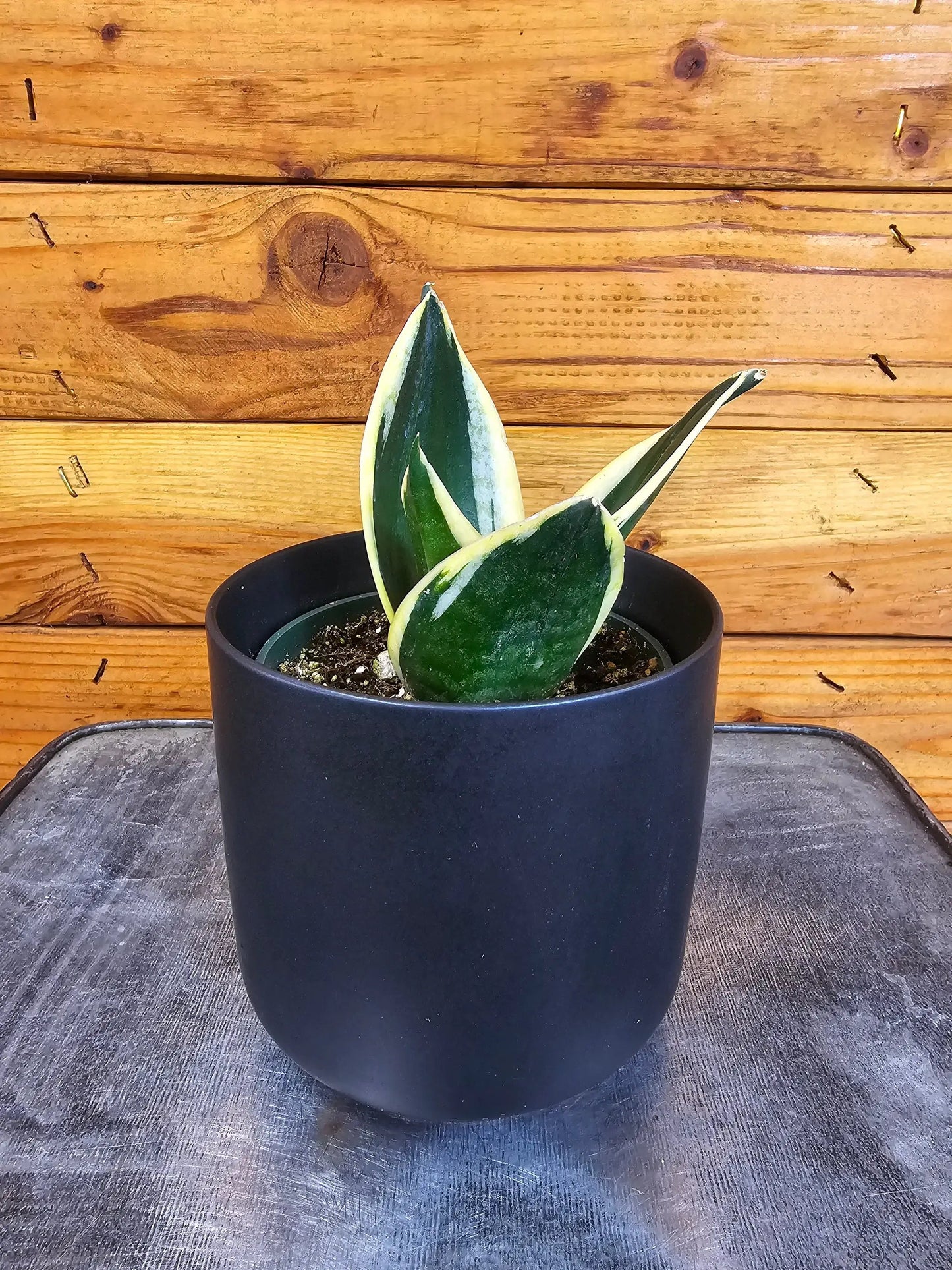Sansevieria Jade Pagoda Hahnii 4-inch plant with variegated green leaves in a black pot on Tampa Home & Garden Store