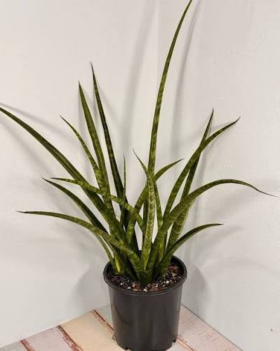 Sansevieria Parva - Tampa Home & Garden Store