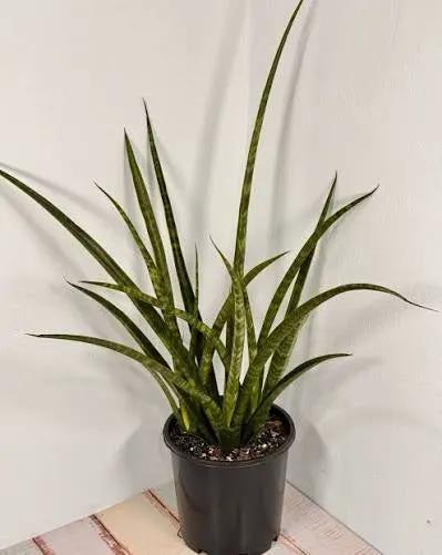 Sansevieria Parva snake plant in a black plastic pot with tall upright green leaves on Tampa Home & Garden Store