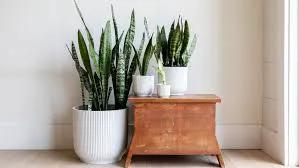 Snake Plant Sansevieria trio in white pots on a wooden stand, green leaves, low-light on Tampa Home & Garden Store