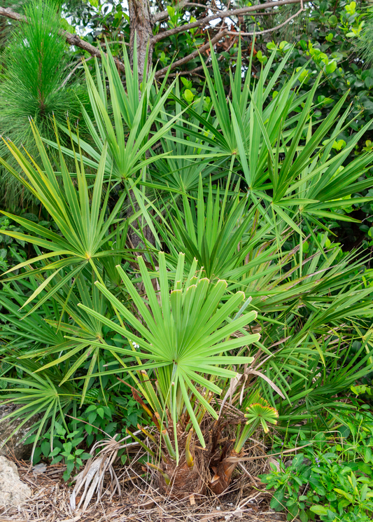 Saw Palmetto (Serenoa repens) - Tampa Home & Garden Store
