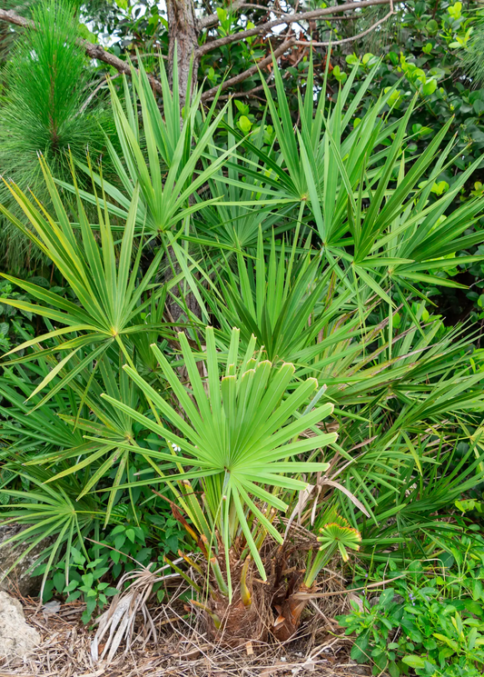 Saw Palmetto Tree Serenoa repens tropical fan palms group of green fronds Sow Exotic on Tampa Home & Garden Store