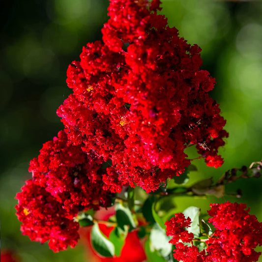 Scarlet Colorama Crape Myrtle plant with bright red flower clusters by Live Good Logistics on Tampa Home & Garden Store