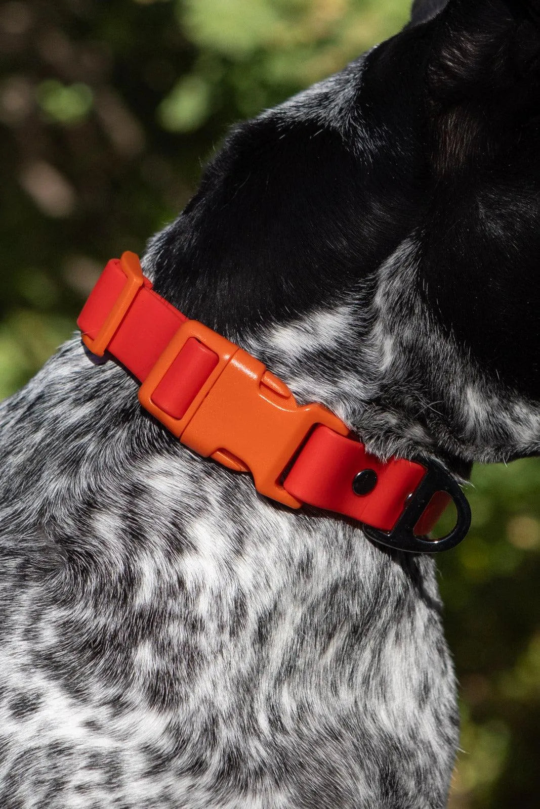 Scarlet Peaks Waterproof Dog Collar - Tampa Home & Garden Store