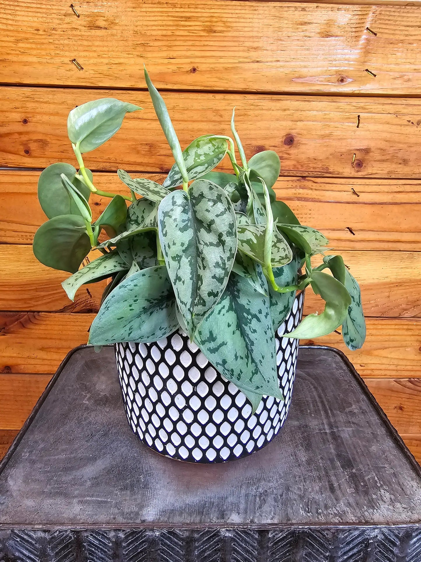 Scindapsus Silver Lady, 6" Plant - Tampa Home & Garden Store