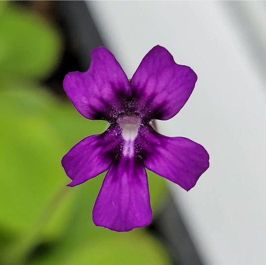 Pinguicula Lautner 92/52 butterwort plant purple flower Rainbow Carnivorous Plants LLC on Tampa Home & Garden Store