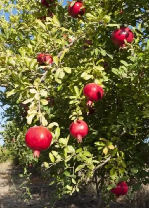 Pomegranate Tree 'Afganski' (Punica granatum) - Tampa Home & Garden Store