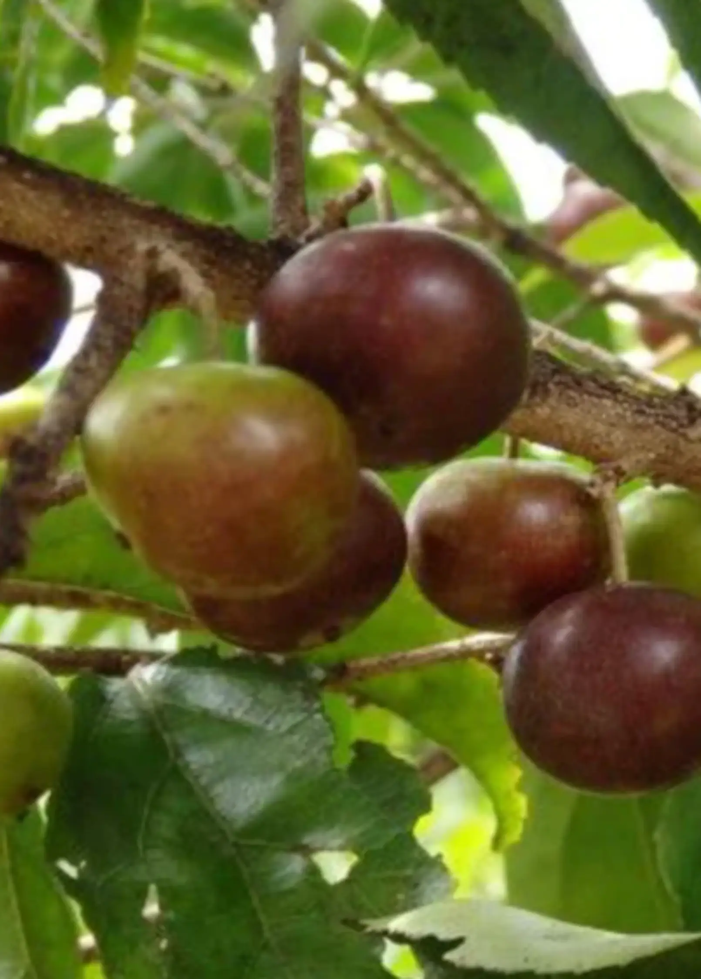 Governor's Plum Bush with purple fruit on Flacourtia rukam, tropical fruit tree Sow Exotic on Tampa Home & Garden Store