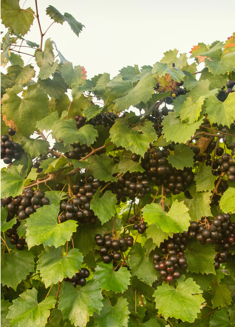 Southern Muscadine Grape Plant Bundle: Carlos + Alachua +Southern Home'